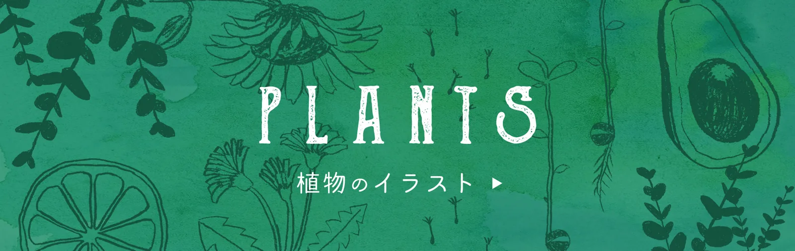 PLANTS 植物插畫分類橫幅與葉片線條圖案